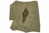Fossil Plant (Ailanthus) Samara - Green River Formation, Utah #215563-1